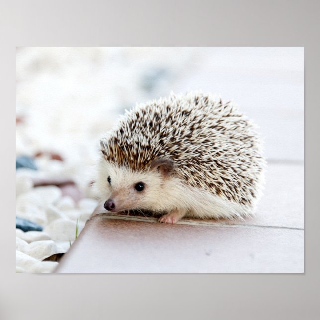 Póster Animal Cute Baby Hedgehog (Frente)