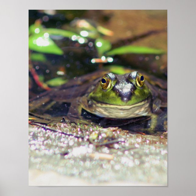 Póster Animal de Bullfrog Sonriente (Frente)
