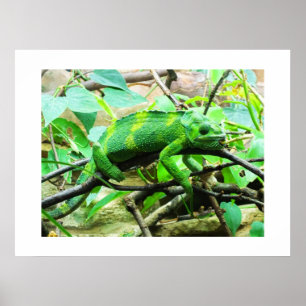 Póster Animal de Chameleon