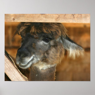 Póster Animal de granja Cute Brown Alpaca Llama