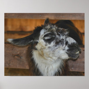 Póster Animal De Granja De Llama Blanca Y Negra