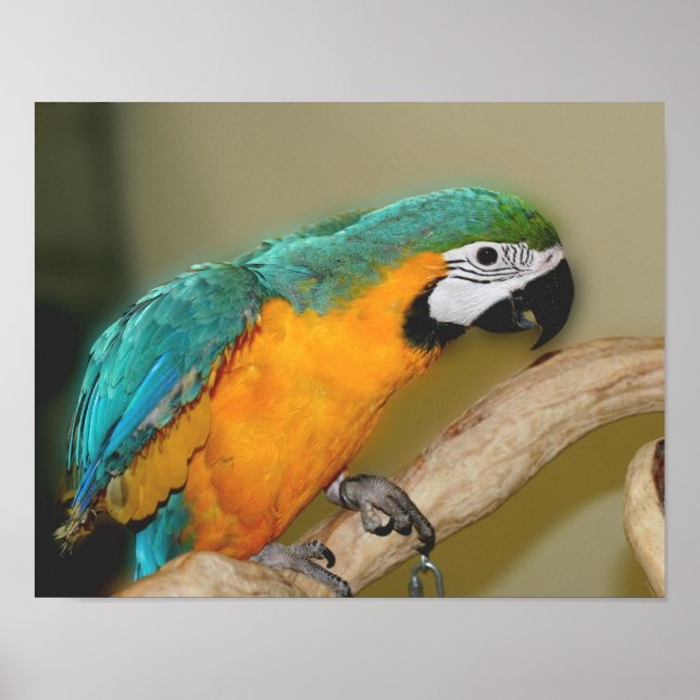 Póster Animal De Loro De Macao Azul Y Oro (Frente)