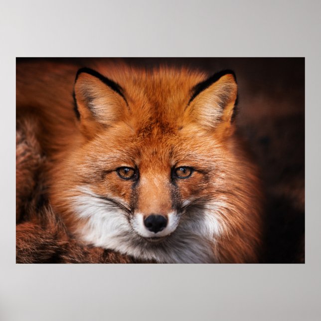 Póster Animal de Red Fox Wild Woodland (Frente)