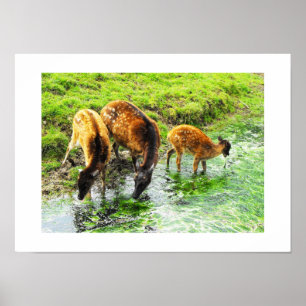 Póster Animal de venado