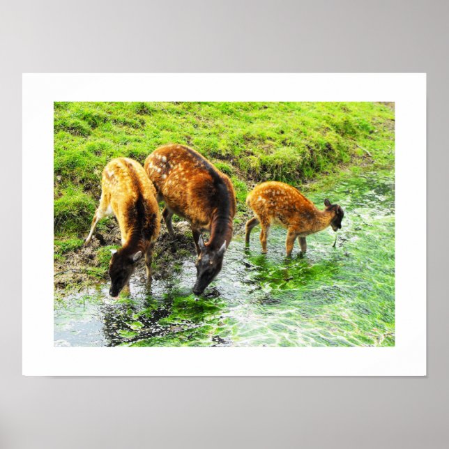 Póster Animal de venado (Frente)