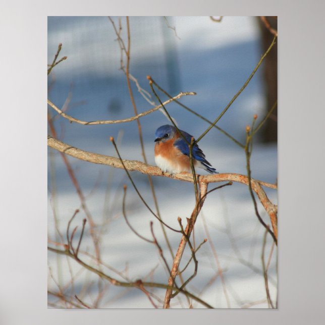 Póster Animal de Winter Bluebird (Frente)