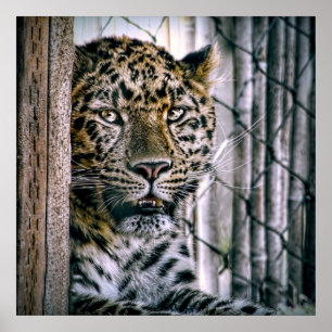 Póster Animal exótico del parque zoológico del leopardo