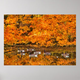 Póster Animal - Gansos Canadienses