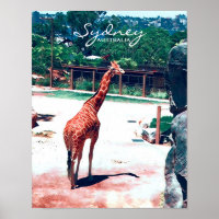 Animal Giraffe Sydney Australia