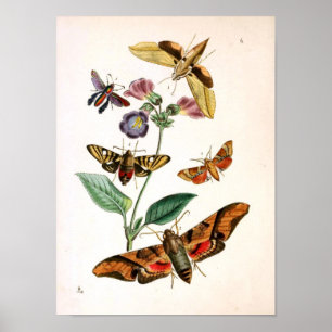 Póster Animal-Insect-Mariposa-Rare-Libro-Oriental-Entymol