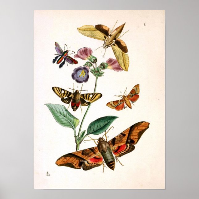 Póster Animal-Insect-Mariposa-Rare-Libro-Oriental-Entymol (Frente)