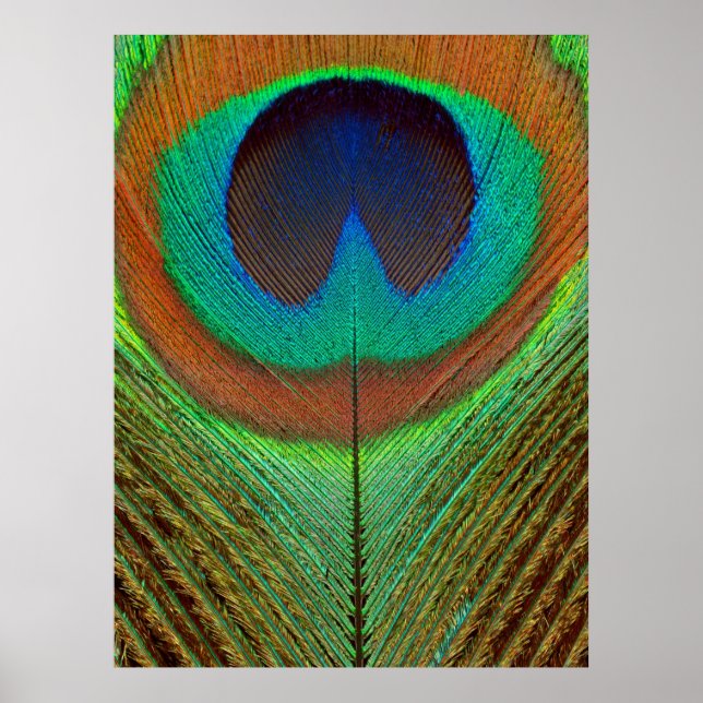 Póster Animal - Pájaro - Pluma de pavo real (Frente)