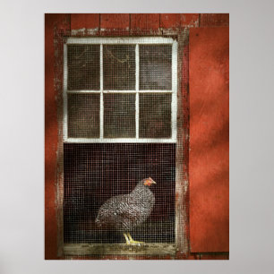 Póster Animal - Pájaro - Pollo en una ventana