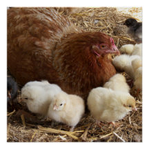 animal, pollito, pollo, granja, lindo, ave, bebé,