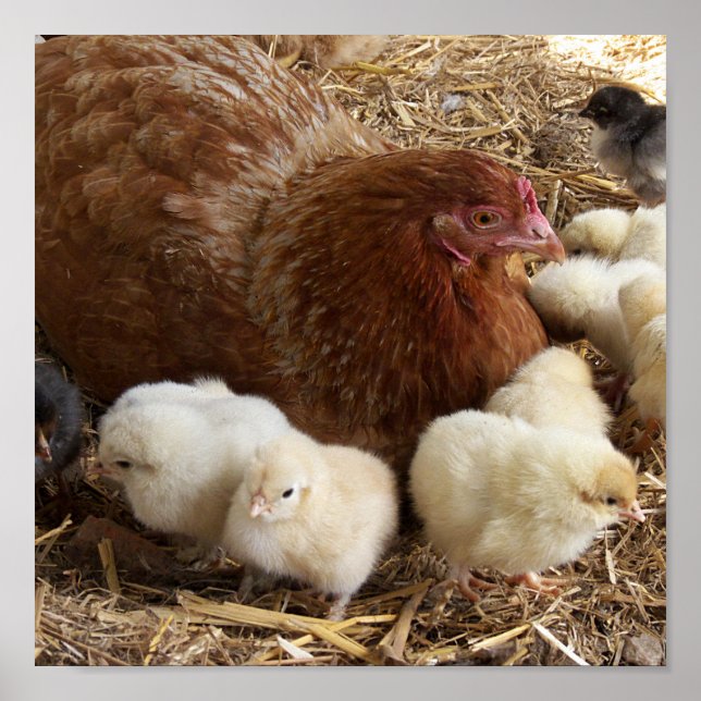 Póster animal, polluelo, pollo, granja, lindo, pájaro, be (Frente)