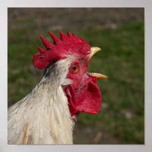 Póster animal, polluelo, pollo, granja, lindo, pájaro, be