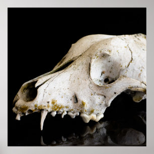 Póster Animal skull