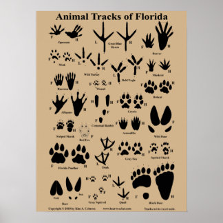 Póster Animal Tracks of Florida Poster (Medium)