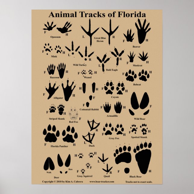 Póster Animal Tracks of Florida Poster (Medium) (Frente)