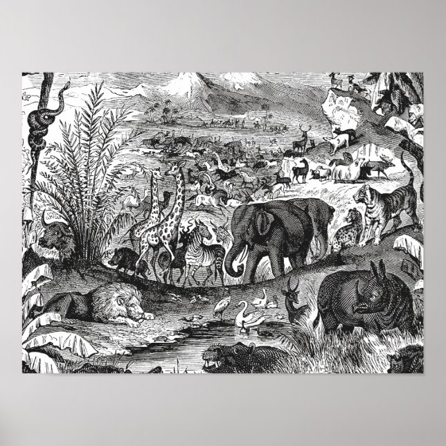 Póster Animales africanos de Ilustracion animal de época  (Frente)