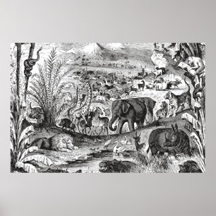 Póster Animales animales africanos del ilustracion de los