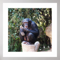 Animales chimpancés