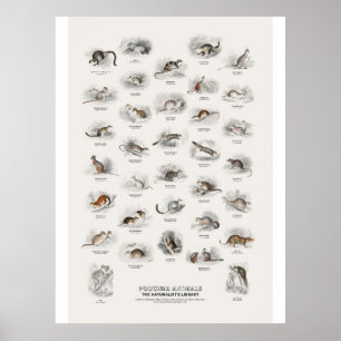 Póster Animales con Bolsillo - Biblioteca del Naturalista