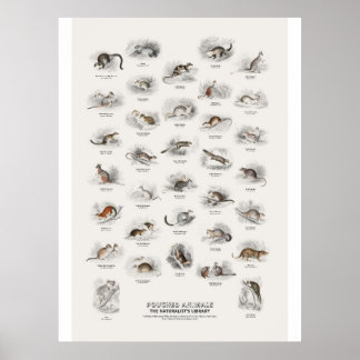 Póster Animales con Bolsillo - Biblioteca del Naturalista