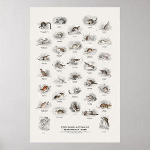 Póster Animales con Bolsillo - Biblioteca del Naturalista
