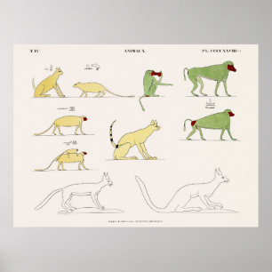 Póster Animales copiados de los cuadros originales