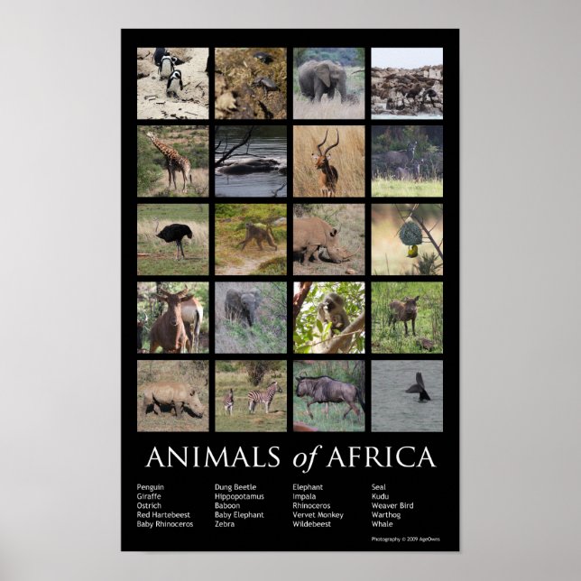 Póster Animales de África (Frente)