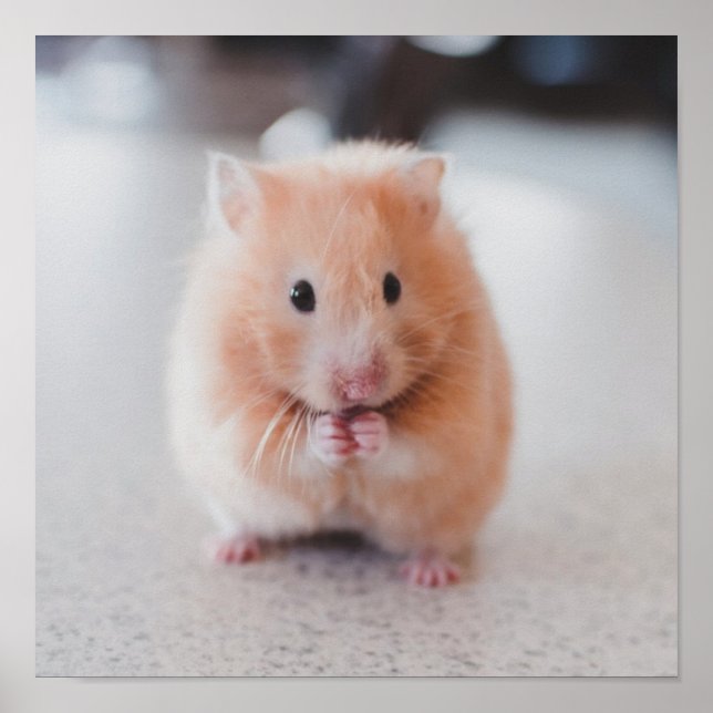 Póster Animales De Amor De Hámster Cute (Frente)
