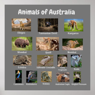 Póster Animales de Australia