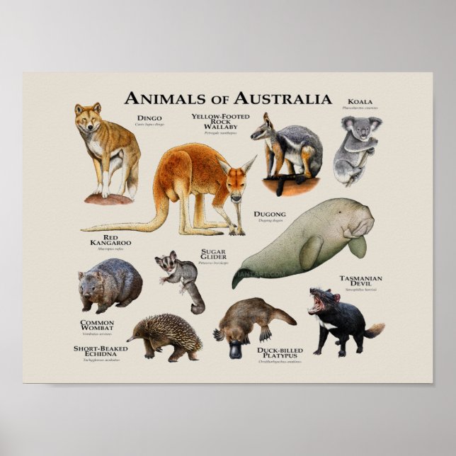 Póster Animales de Australia (Frente)