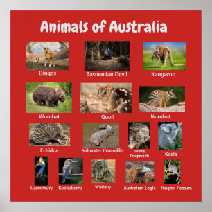 Póster Animales de Australia
