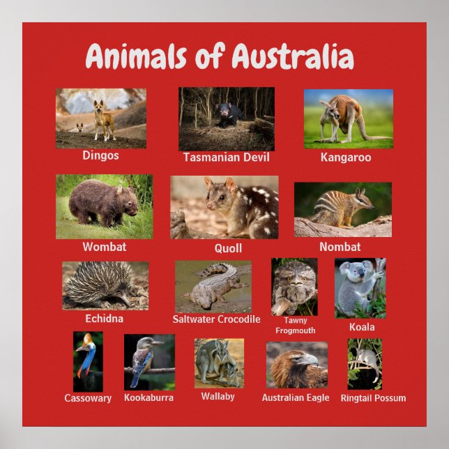 Póster Animales de Australia (Frente)