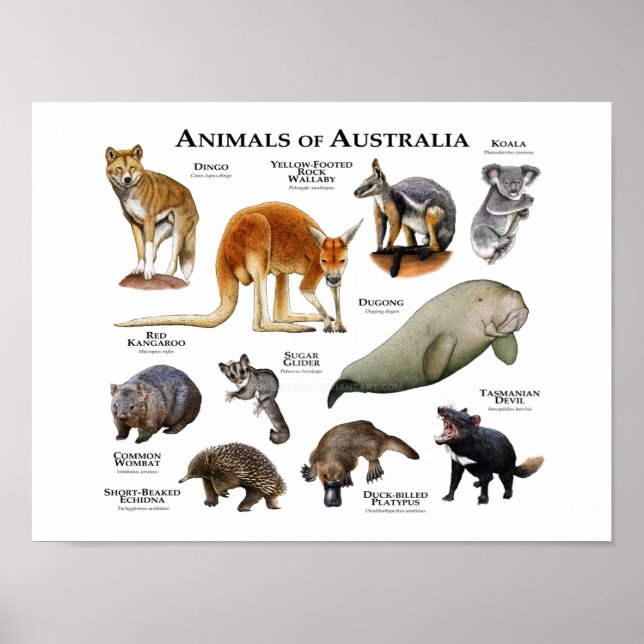 Póster Animales de Australia (Frente)