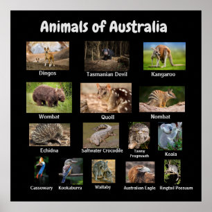 Póster Animales de Australia