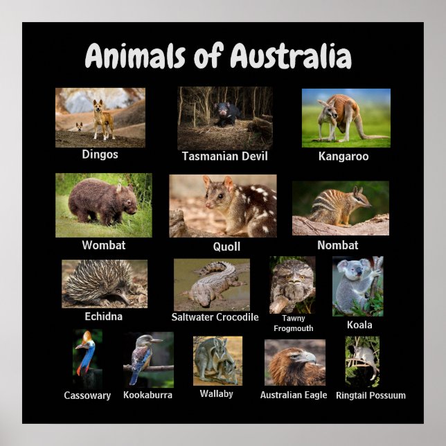 Póster Animales de Australia (Frente)
