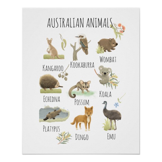Póster Animales de Australia (Anverso)