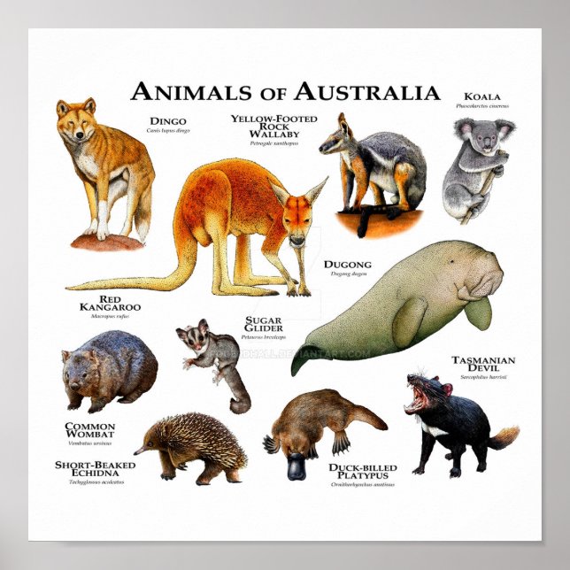 Póster Animales de Australia (Frente)