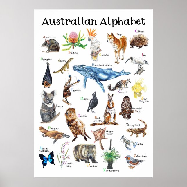 Póster Animales de Australia (Frente)