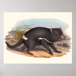 Póster Animales De Australia El Diablo De Tasmania