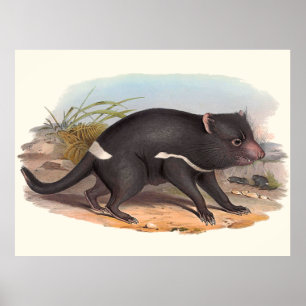 Póster Animales de Australia el diablo tasmano