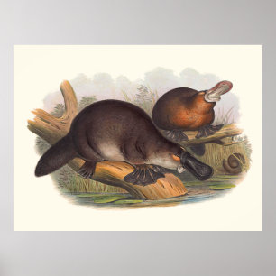 Póster Animales De Australia El Pato De Platypus