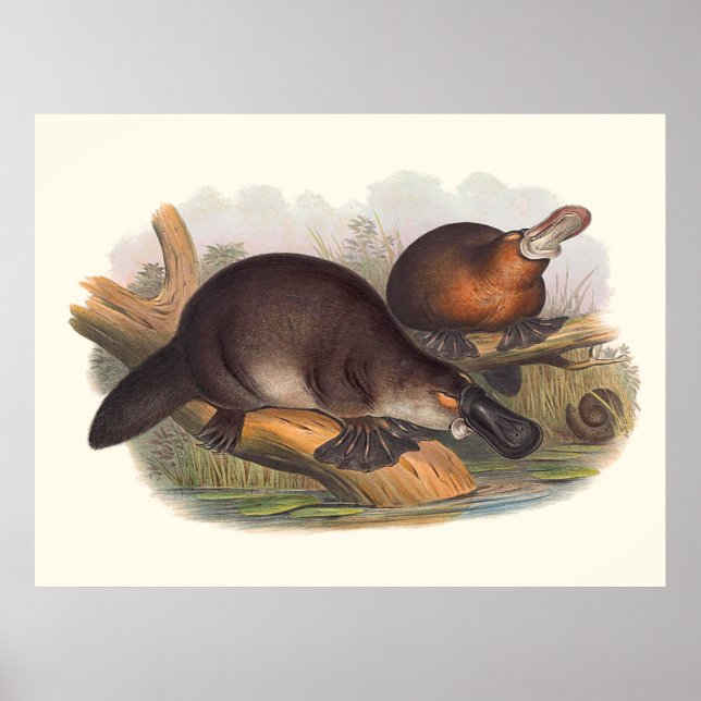 Póster Animales De Australia El Pato De Platypus (Frente)