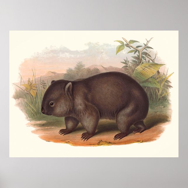 Póster Animales De Australia El Wombat (Frente)