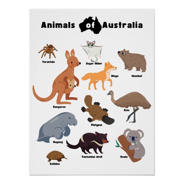 Póster Animales de Australia Fauna Australiana (Anverso)