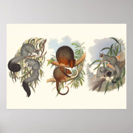 Póster Animales De Australia Los Tres Posuales