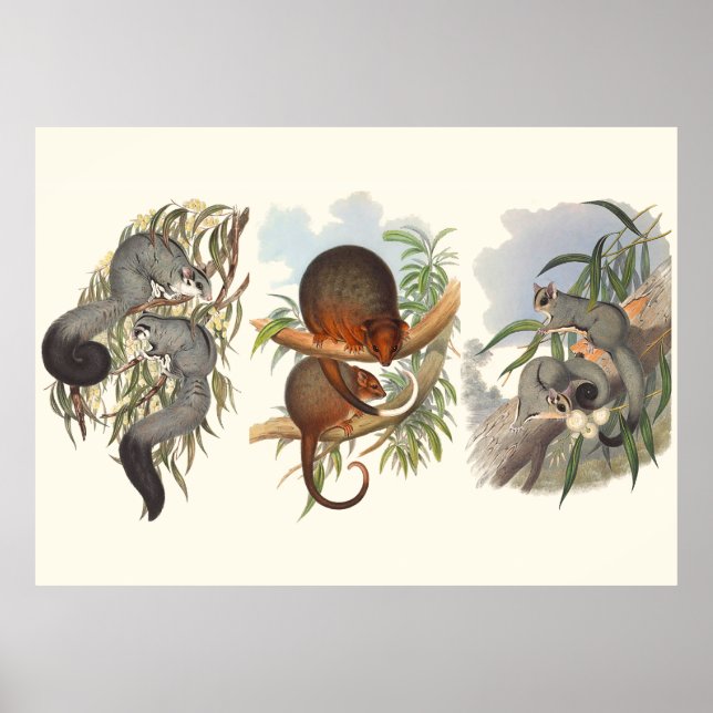 Póster Animales De Australia Los Tres Posuales (Frente)